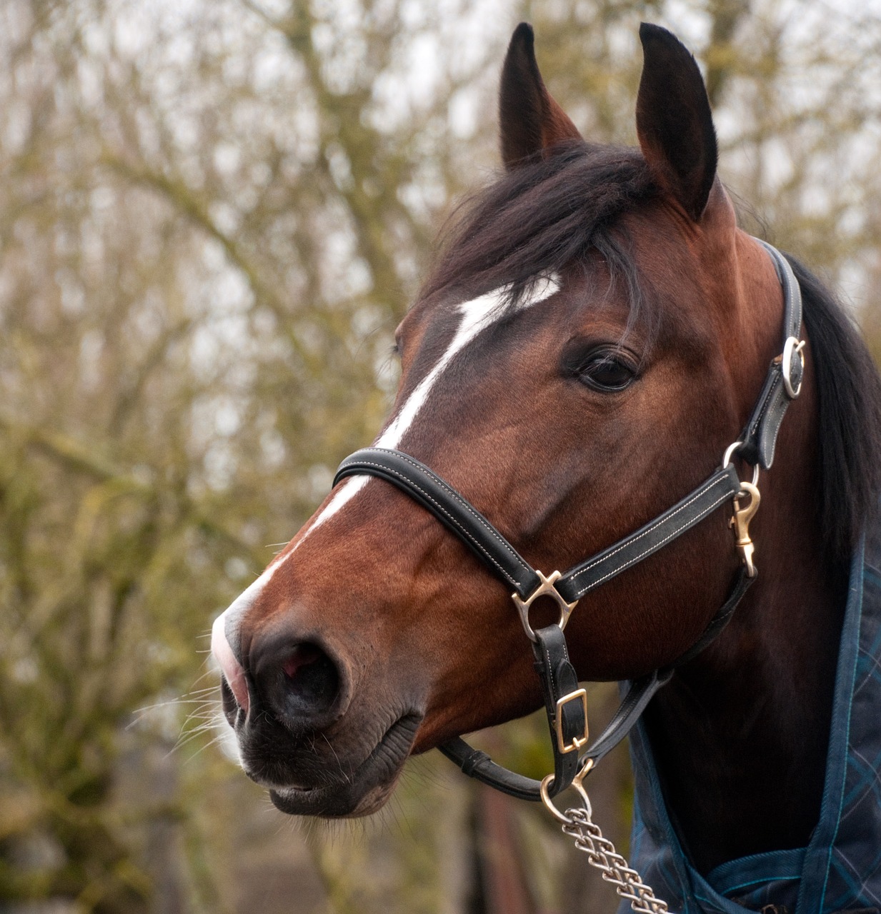 Image - horse head portrait