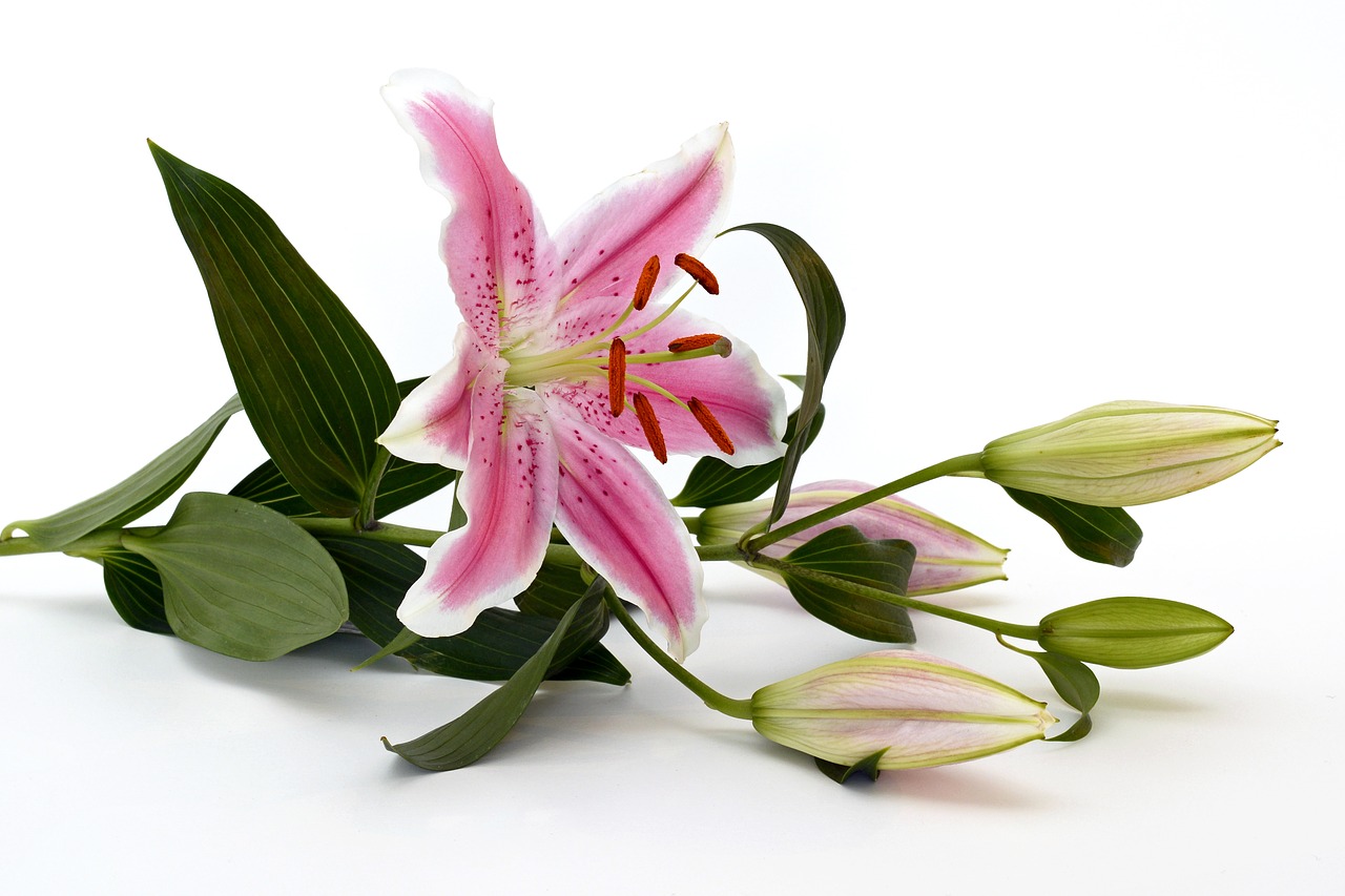 Image - lily blossom bloom flower pink