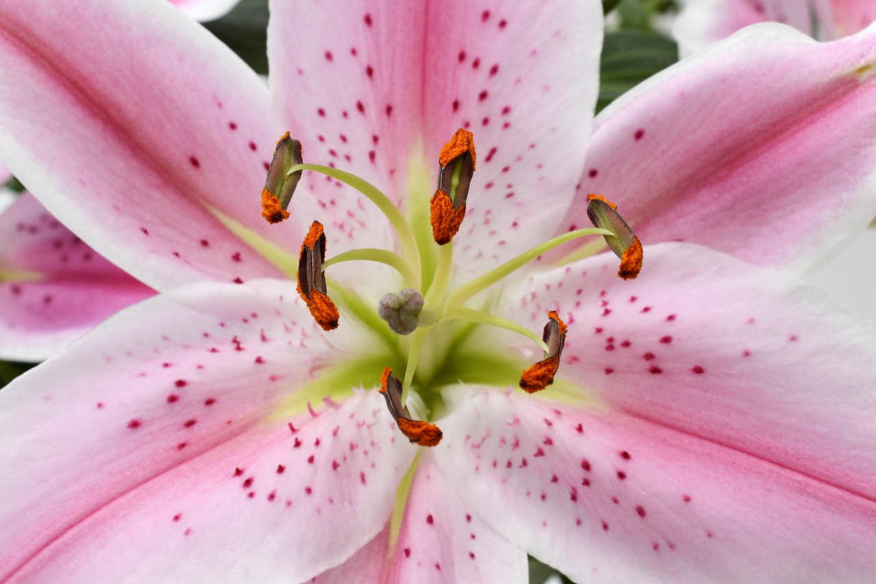 Image - lily blossom bloom flower pink