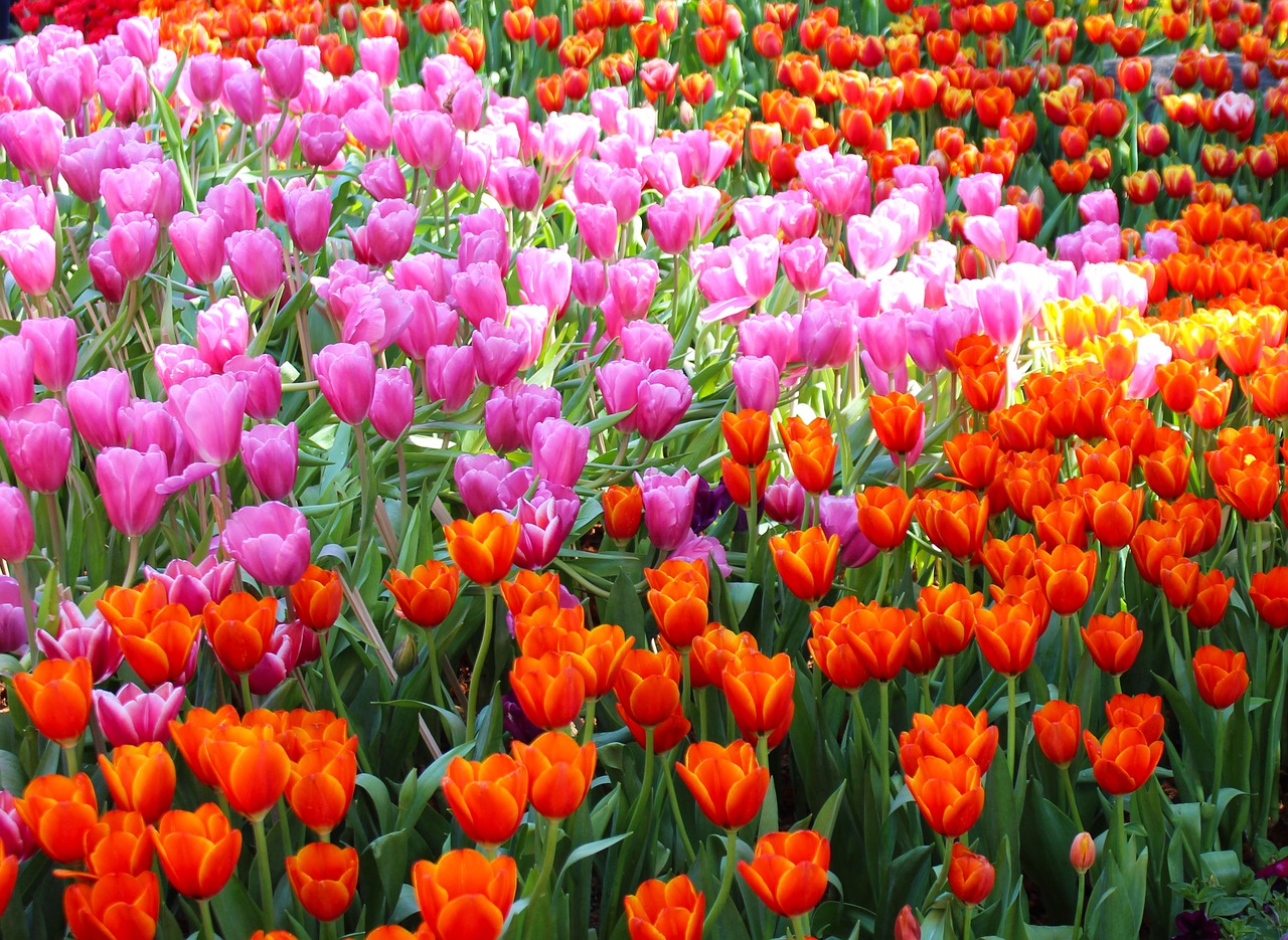 Image - tulips flowers garden blossom