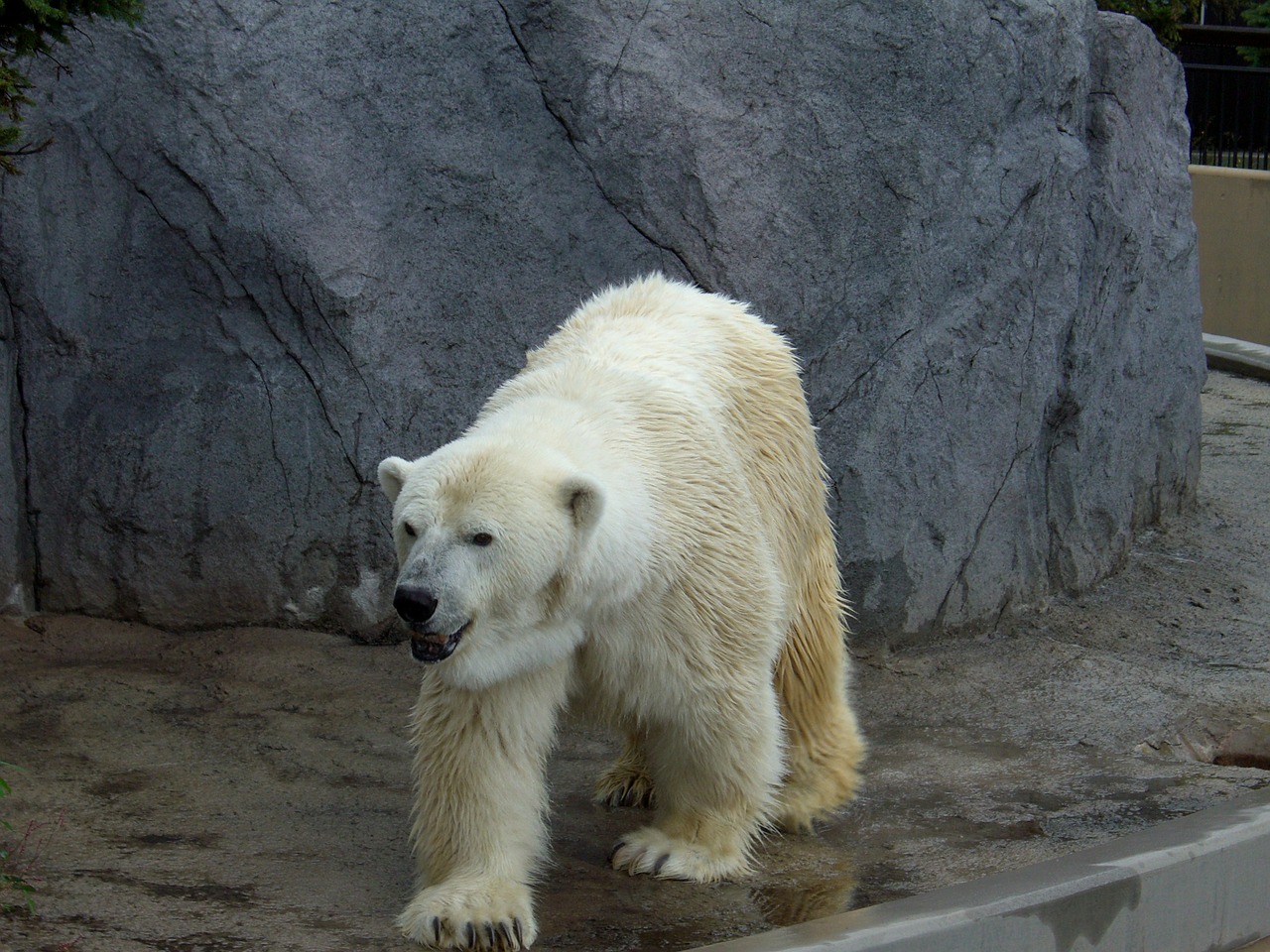 Image - polar bear zoo hokkaido