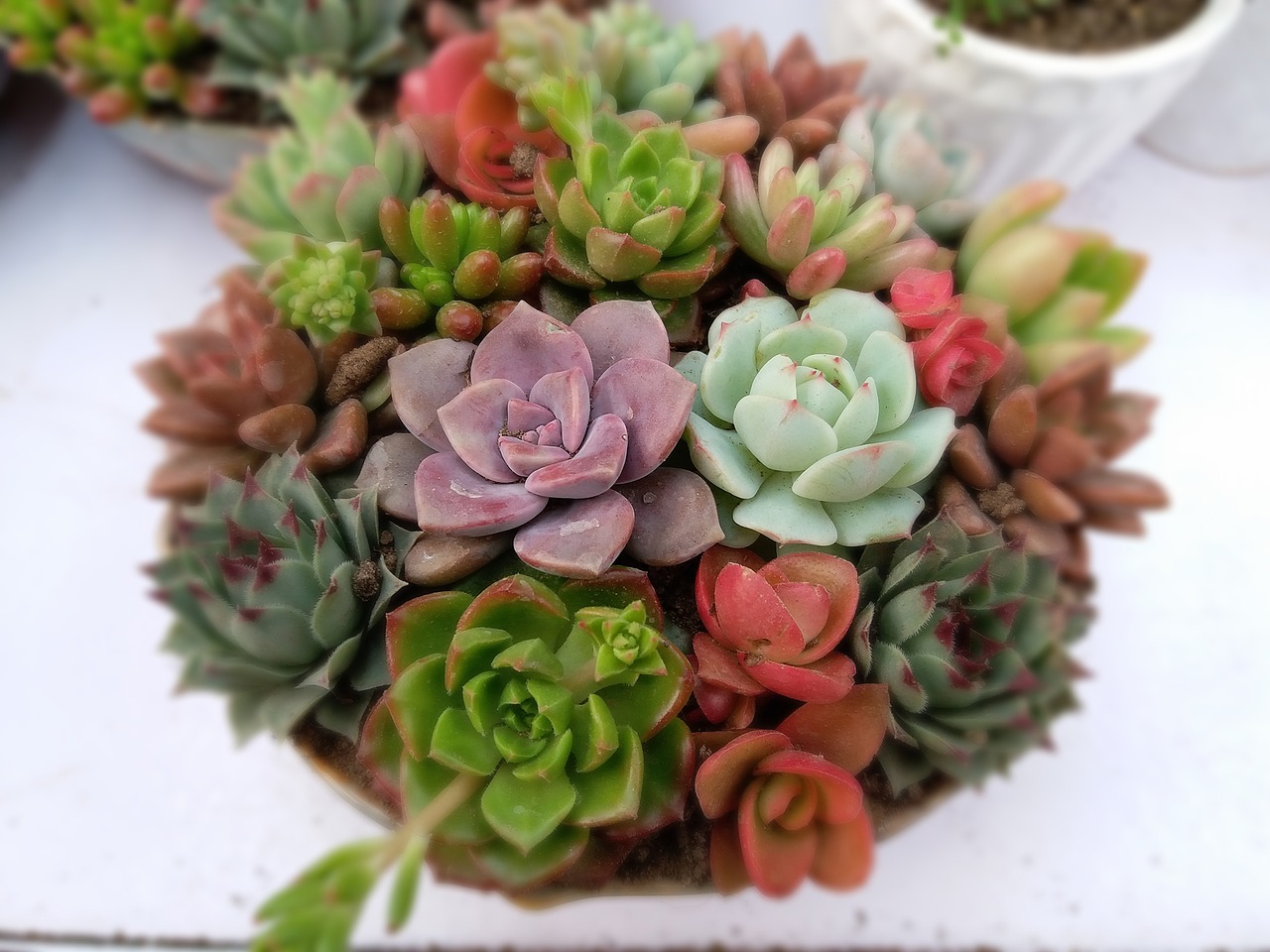 Image - succulent plants potted meat