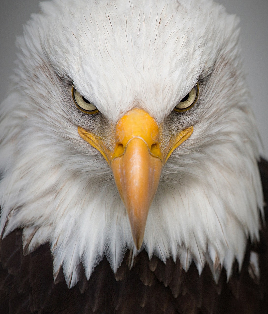 Image - eagle portrait wild bird nature