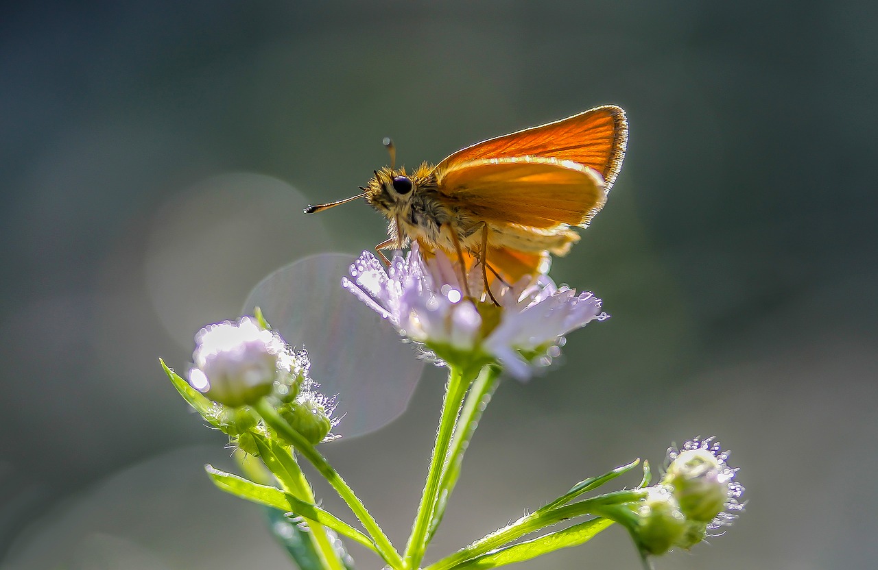 Image - butterfly flower insect nature