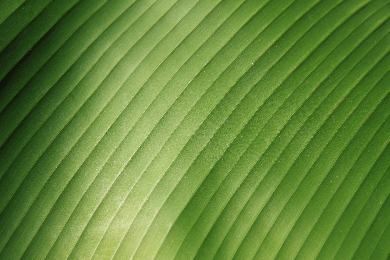 Image - abstract background banana close up