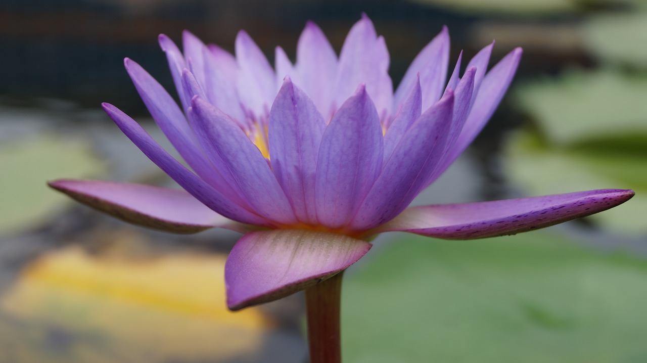 Image - lotus pond nature water plant