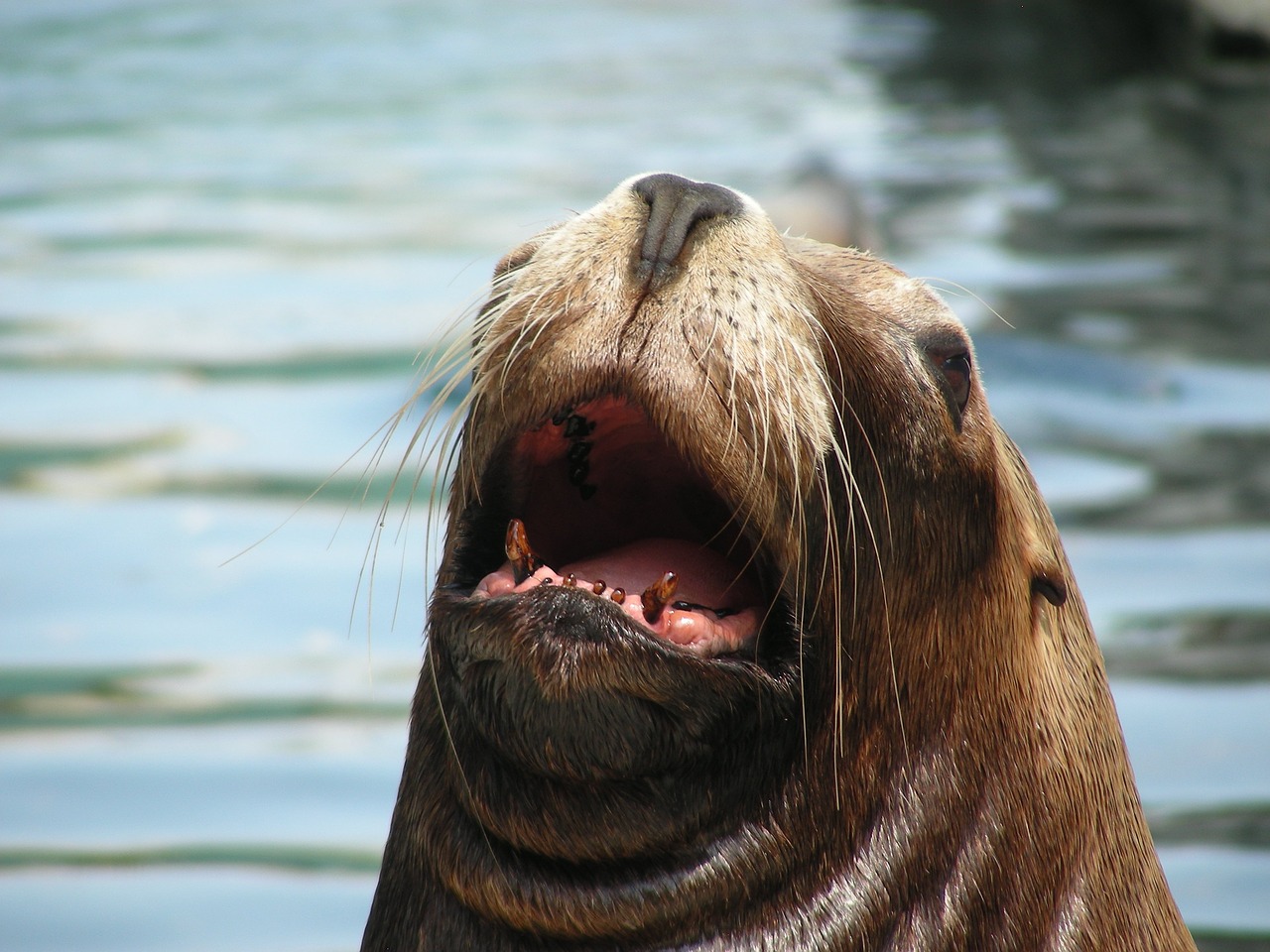 Image - la jolla california sea lion