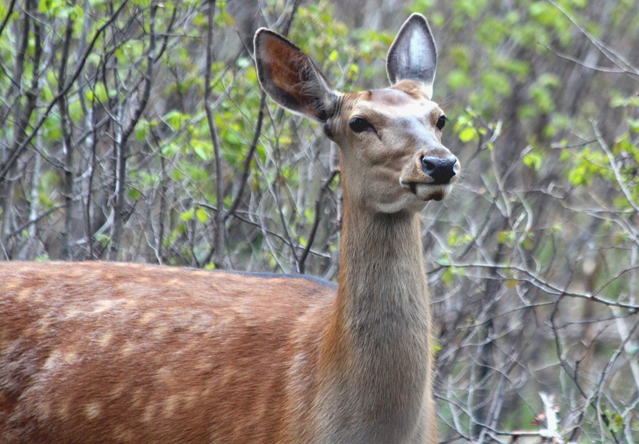 Image - deer hybrid x axis deer elk ovis