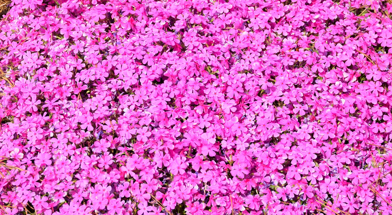 Image - vibrant pink floral flowers pink