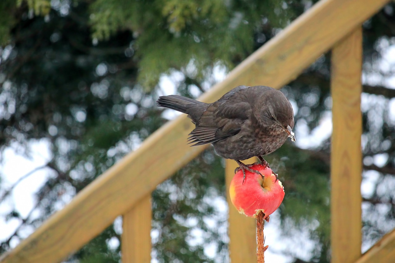 Image - bird blackbird female apple eat