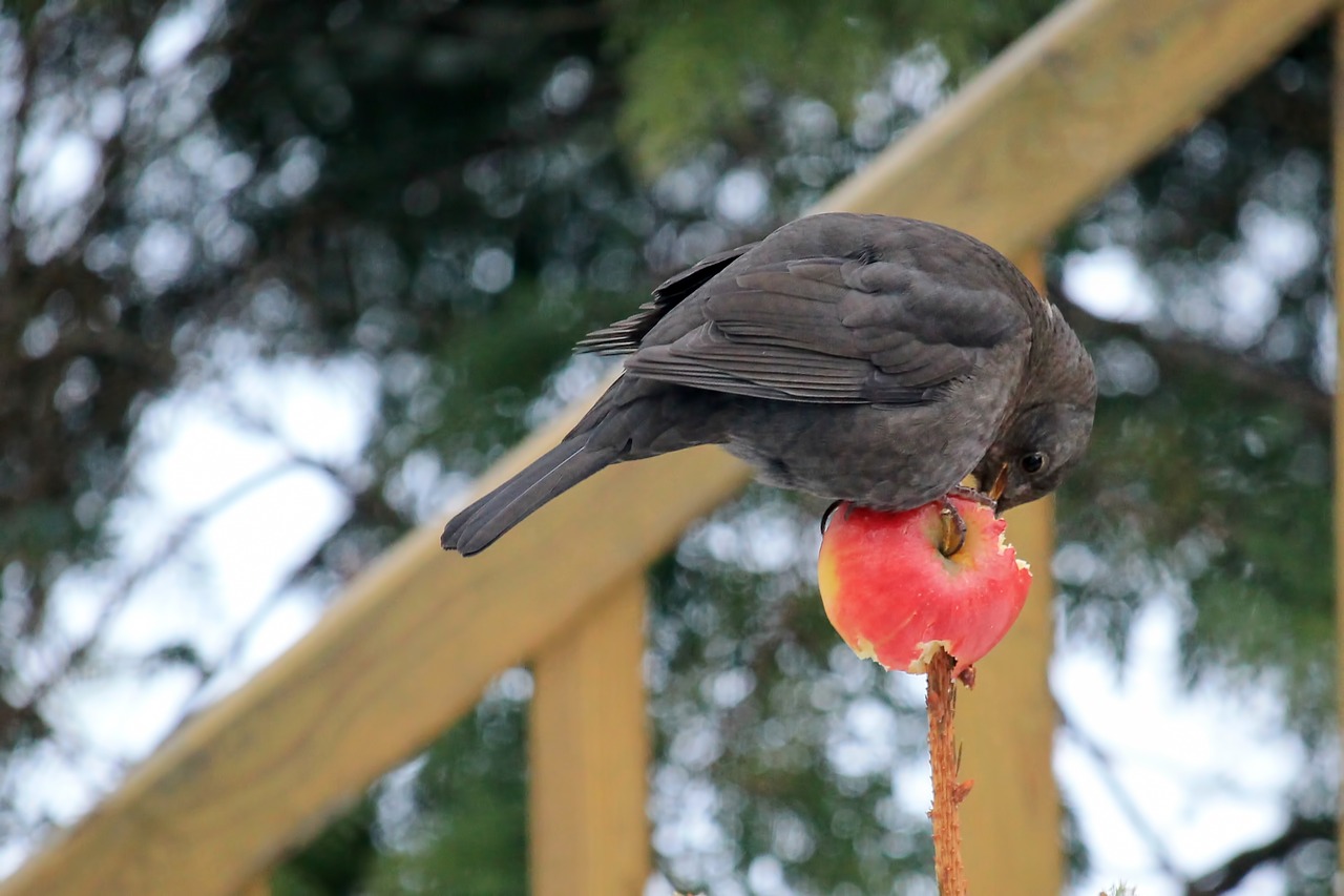 Image - bird blackbird female apple eat