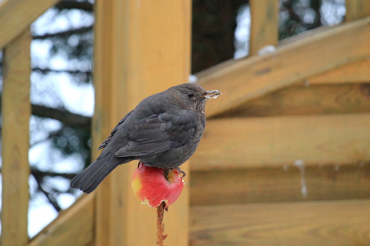 Image - bird blackbird female apple eat