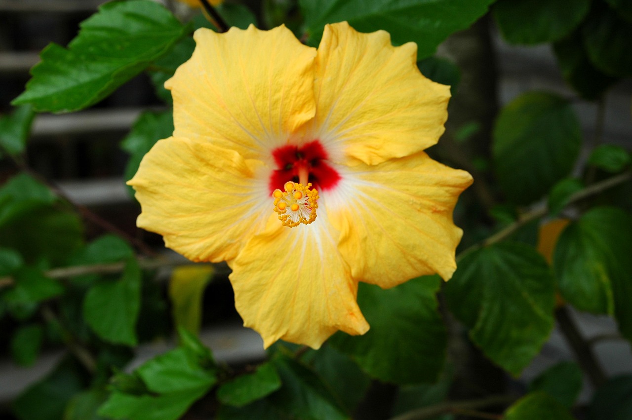 Image - yellow hibiscus flower floral