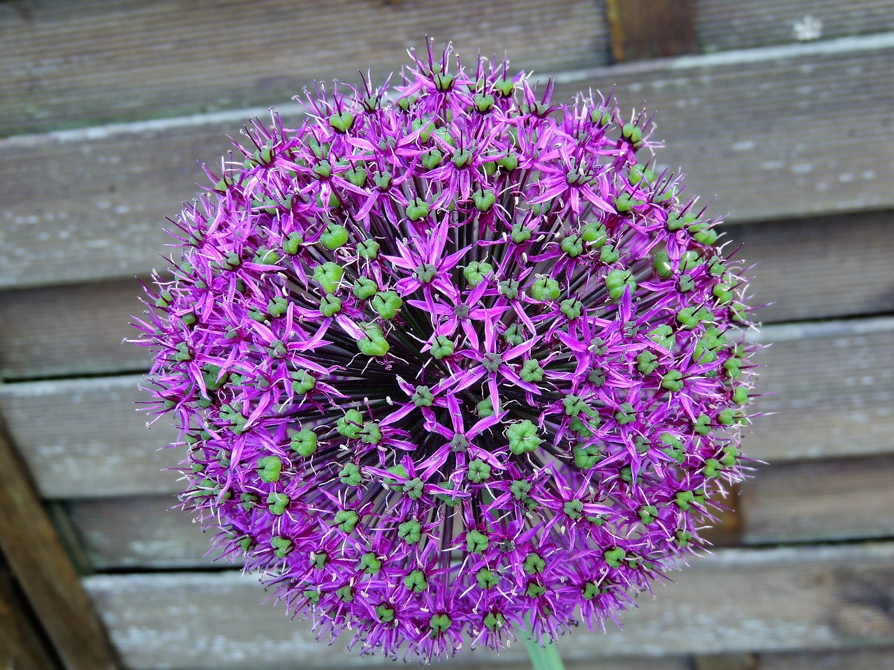 Image - decorative garlic flower