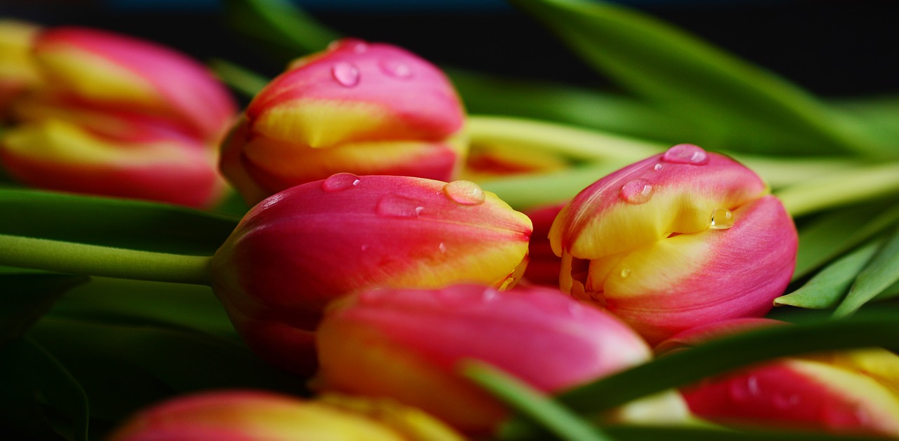 Image - tulips spring flowers flamed
