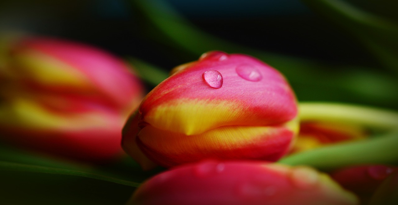 Image - tulips spring flowers flamed