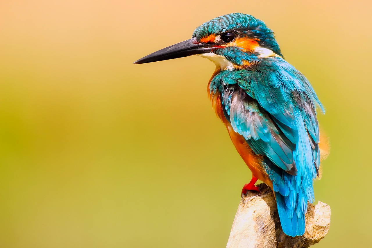 Image - kingfisher bird wildlife macro
