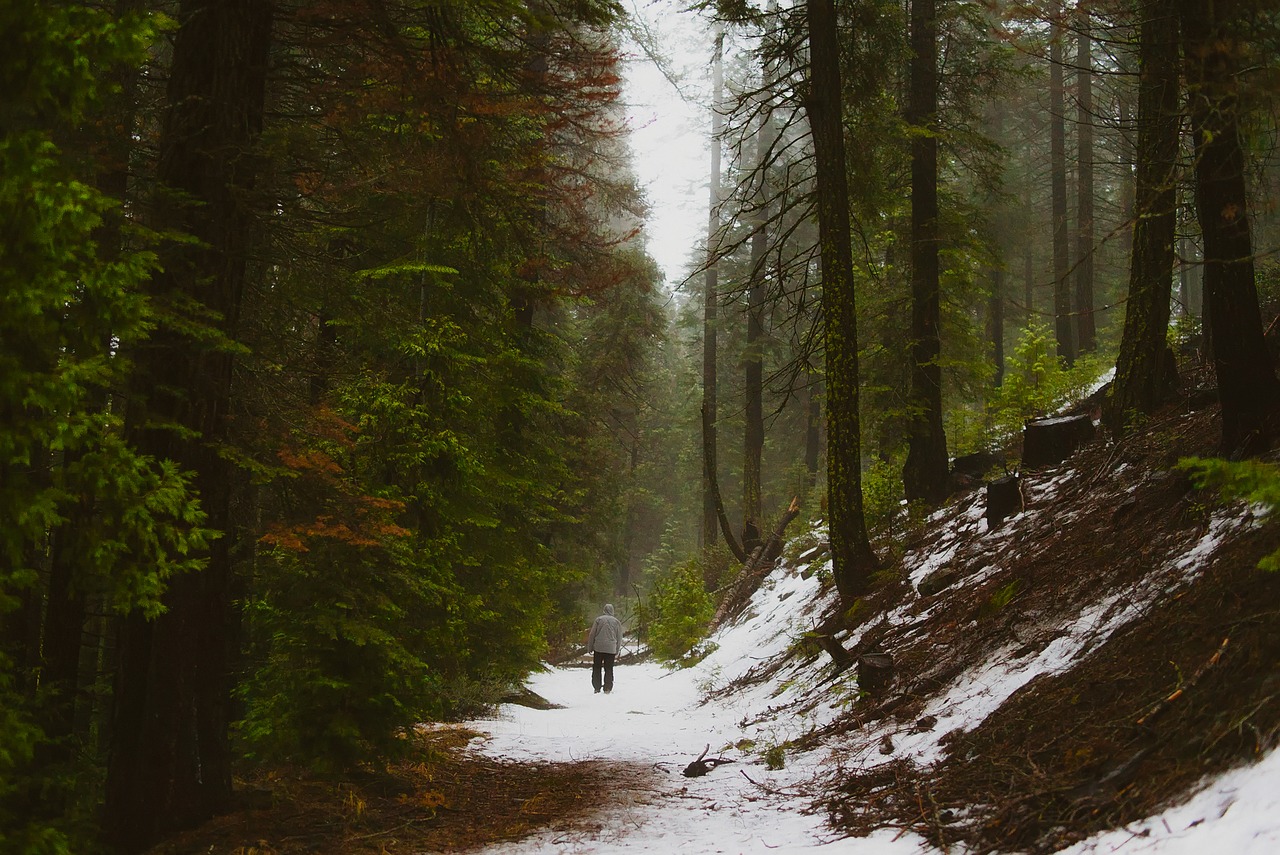 Image - landscape winter forest trees