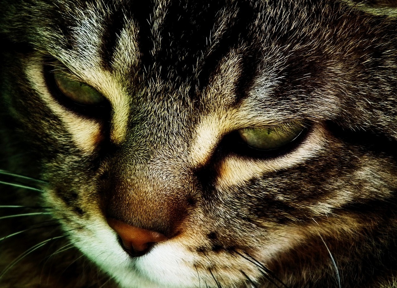 Image - cat portrait macro animal feline