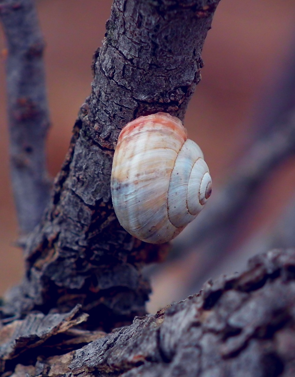Image - snail nature garden wood animals