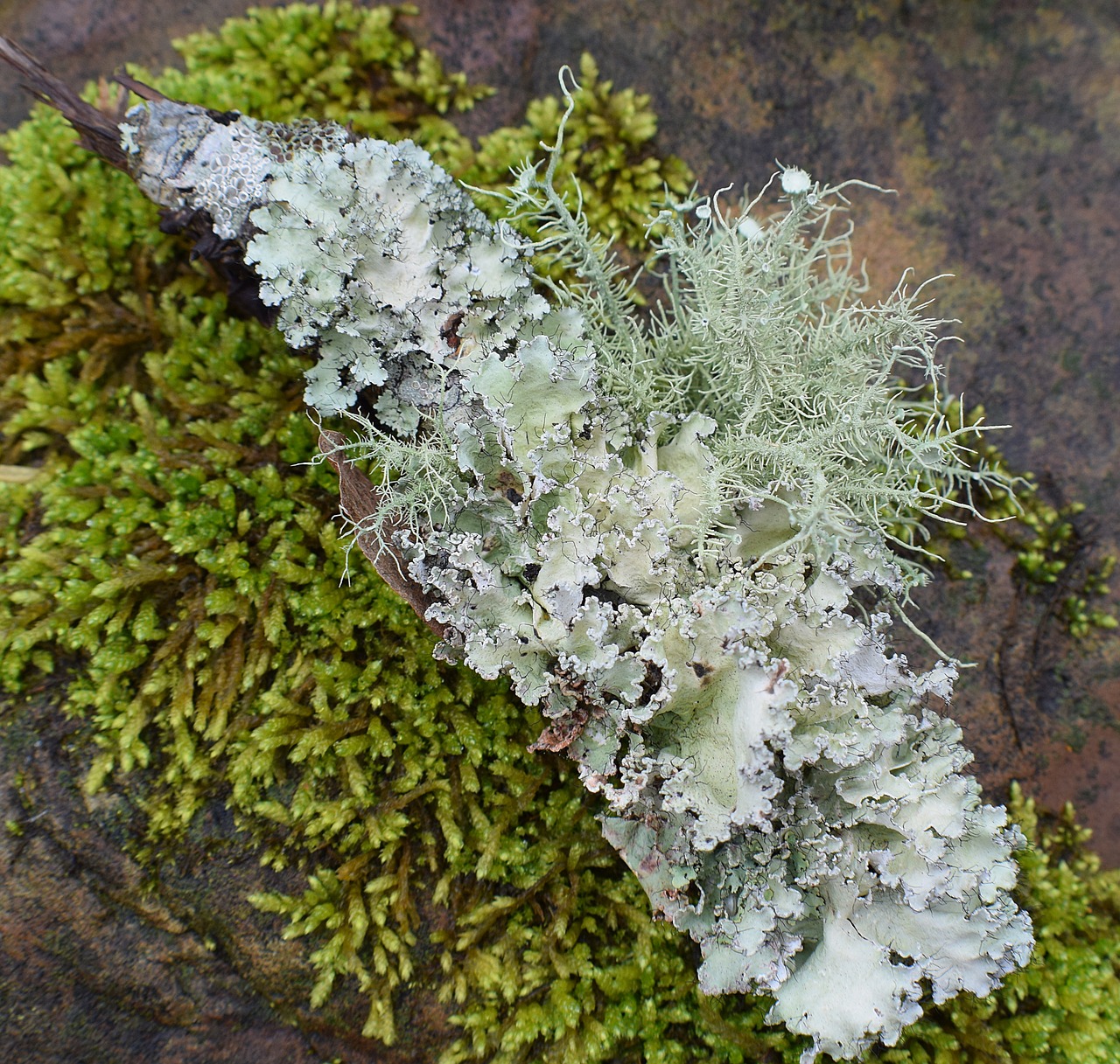 Image - lichens with moss lichen symbiotic