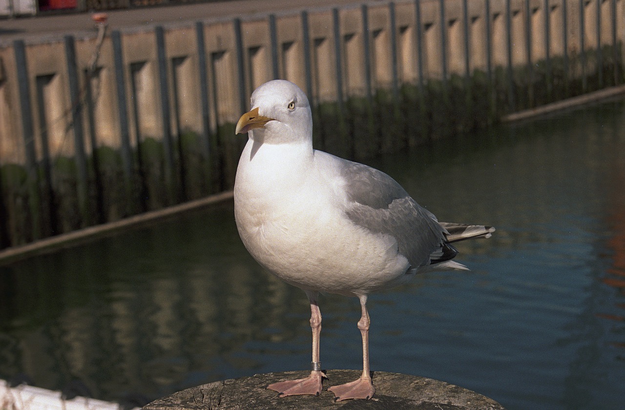 Image - seagull standing docks white grey