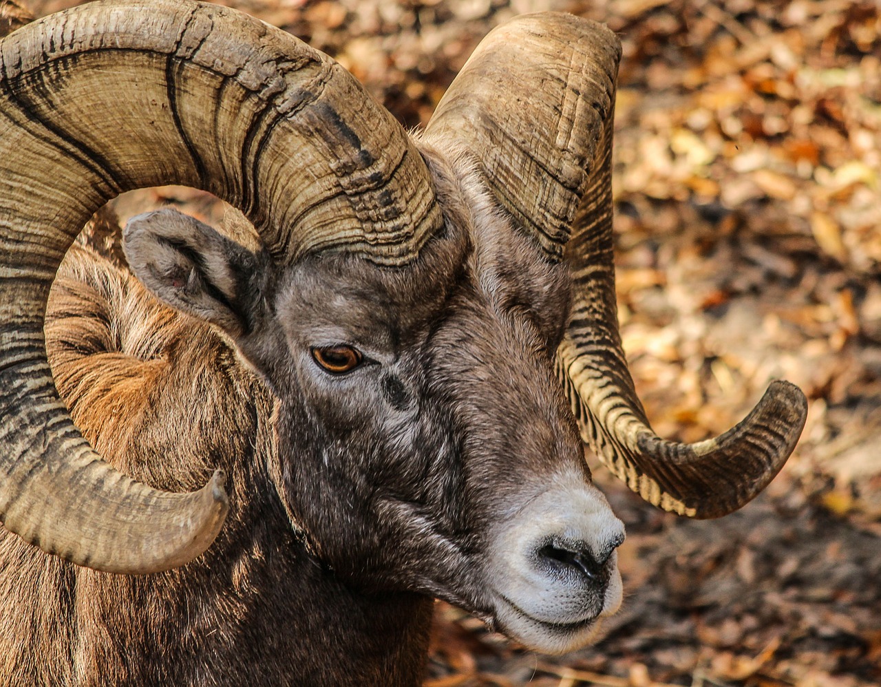 Image - bighorn ram male horns