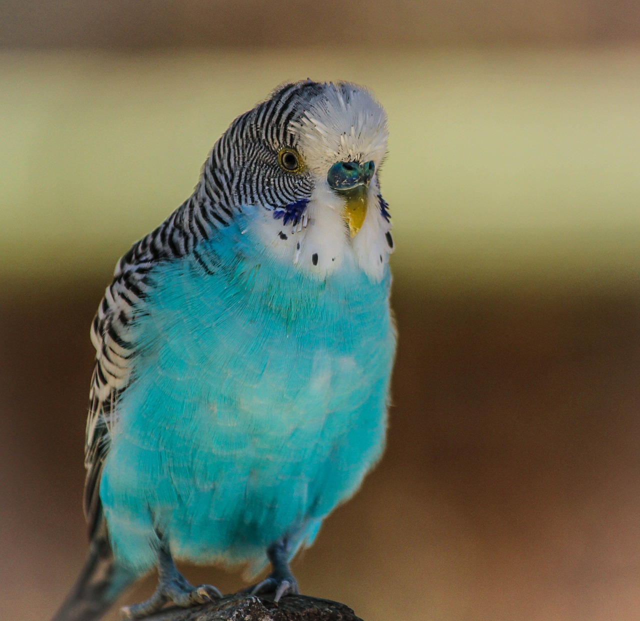 Image - blue parakeet bird blue parrot