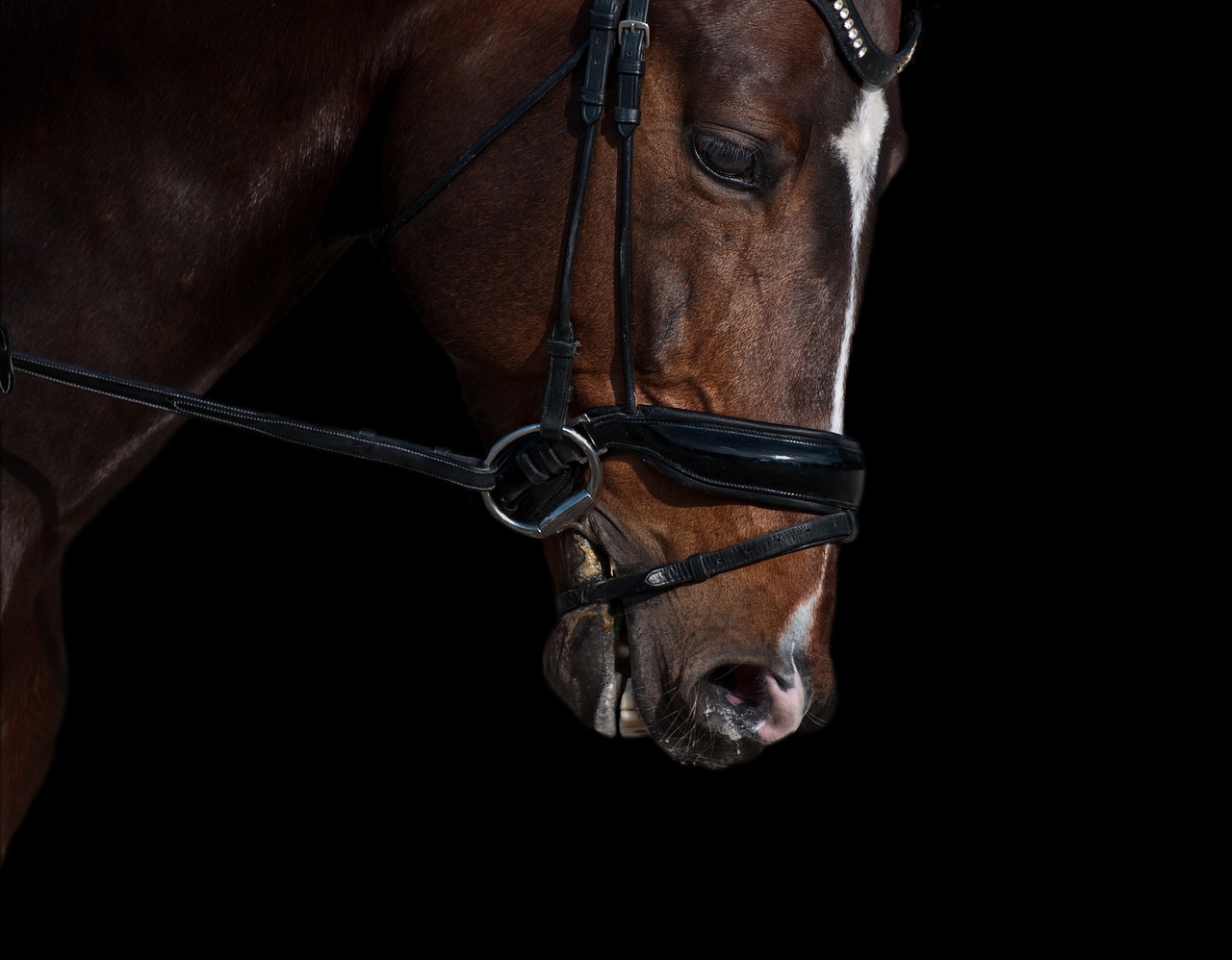 Image - horse head chiaroscuro close up