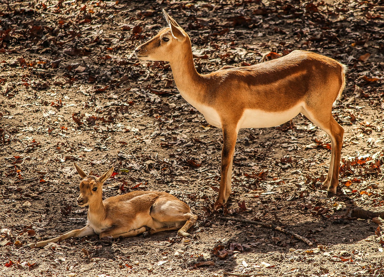 Image - gazelle impala mother antelope