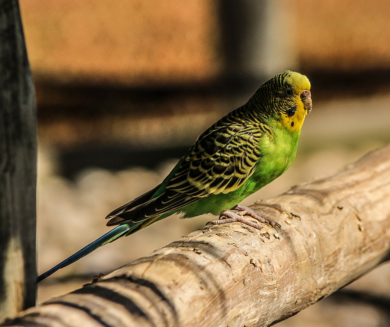 Image - budgerigar parakeet green bird