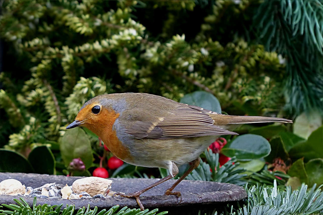 Image - bird songbird robin