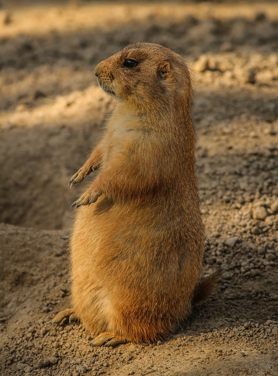 Image - prairie dog cynomys burrowing rodent