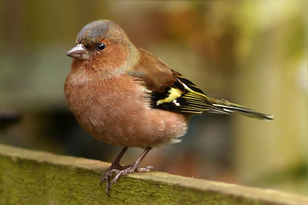 Image - bird songbird chaffinch