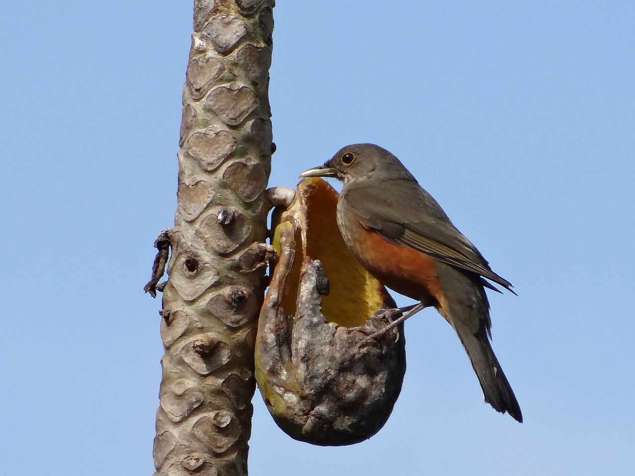 Image - creamy orange eating papaya