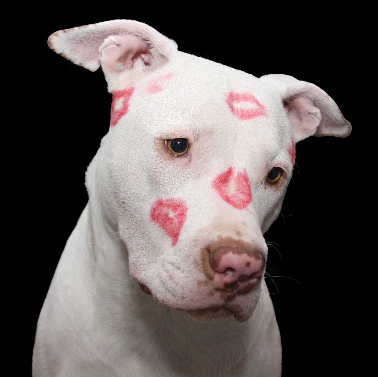 Image - pit bull dog pitbull valentine