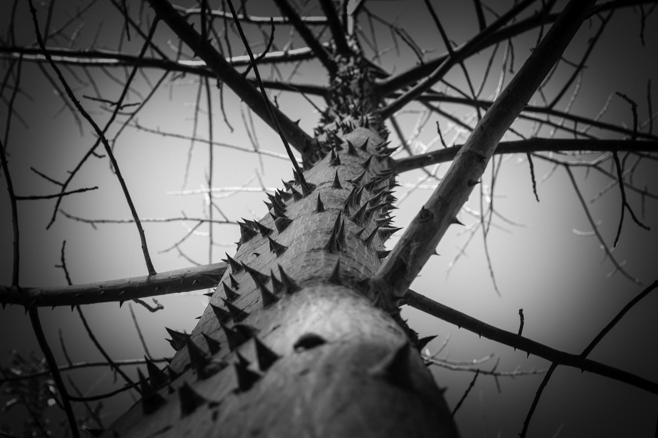 Image - tree thorns greatness nature