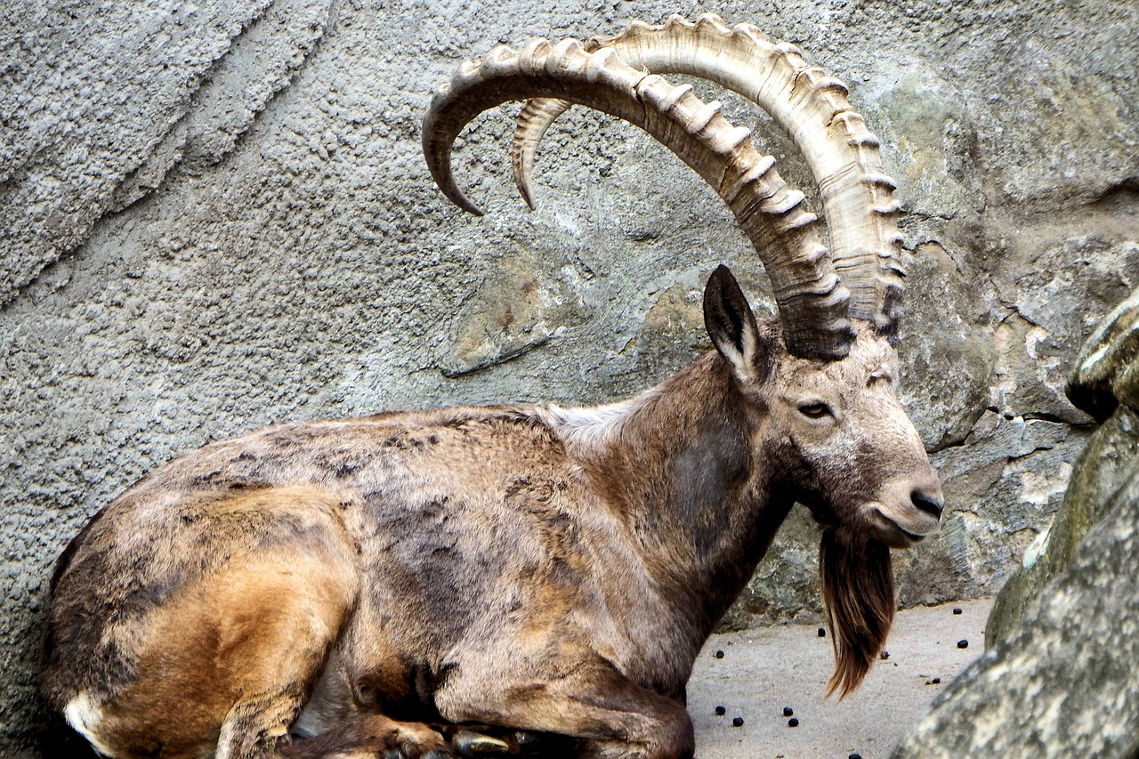 Image - animal mammal horns mountain goat