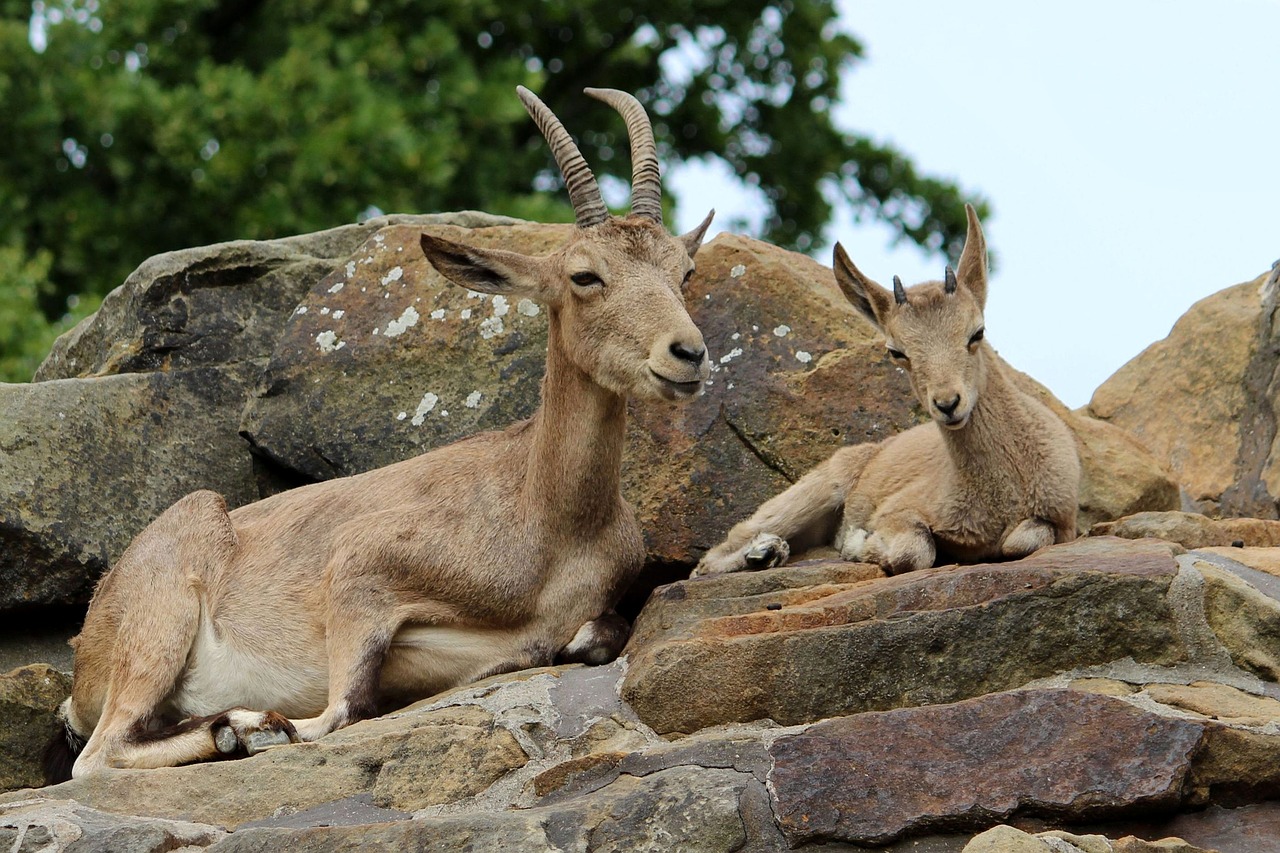 Image - animal mammal horns mountain goat