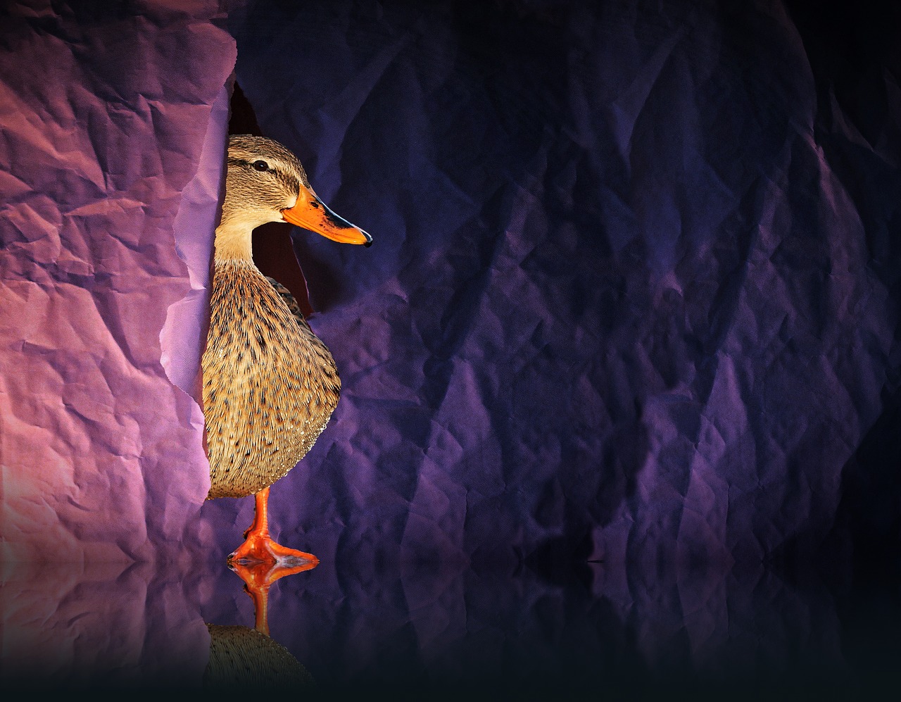 Image - duck water bird bird animal paper