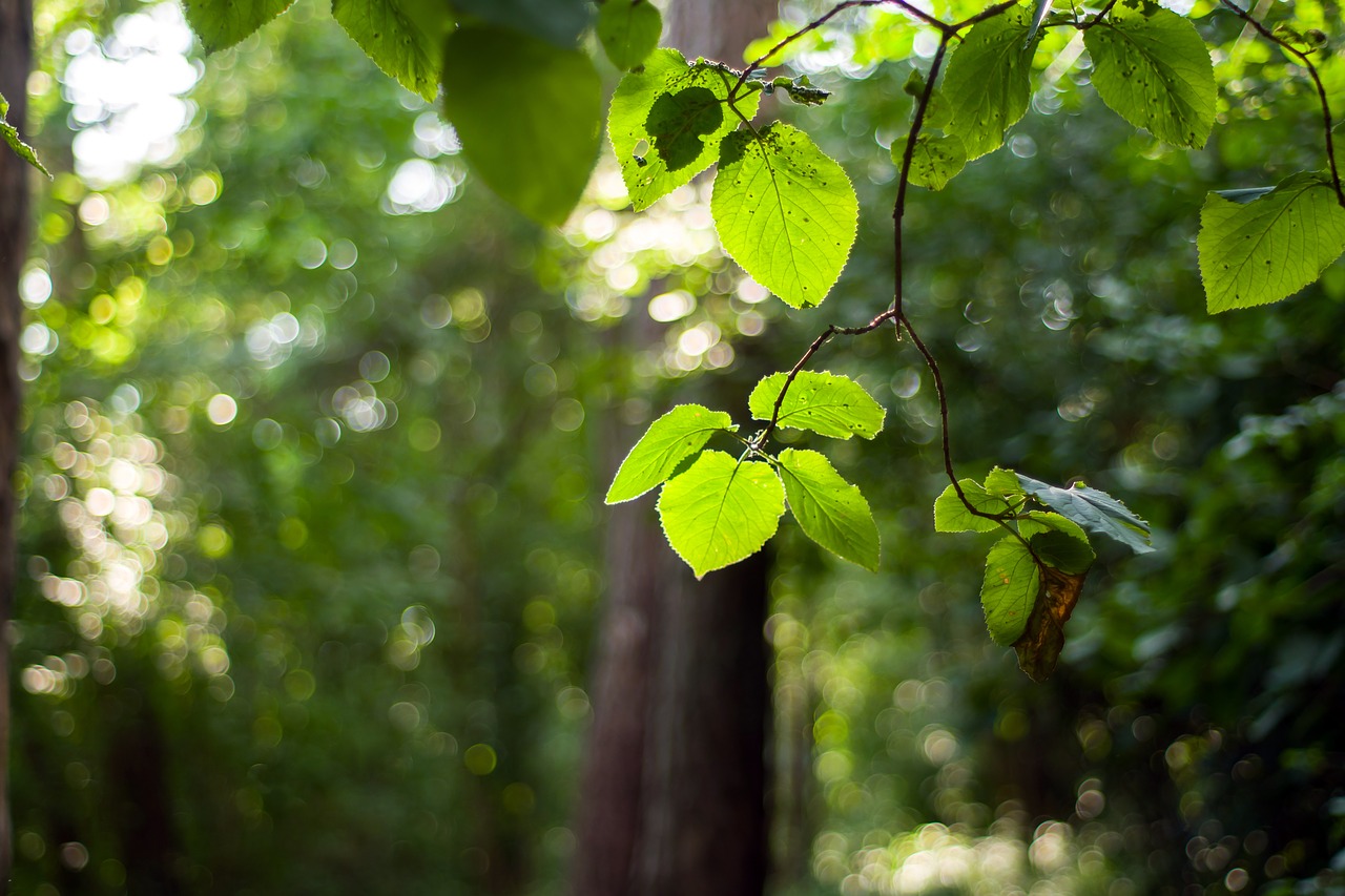 Image - forest branch summer beech forest