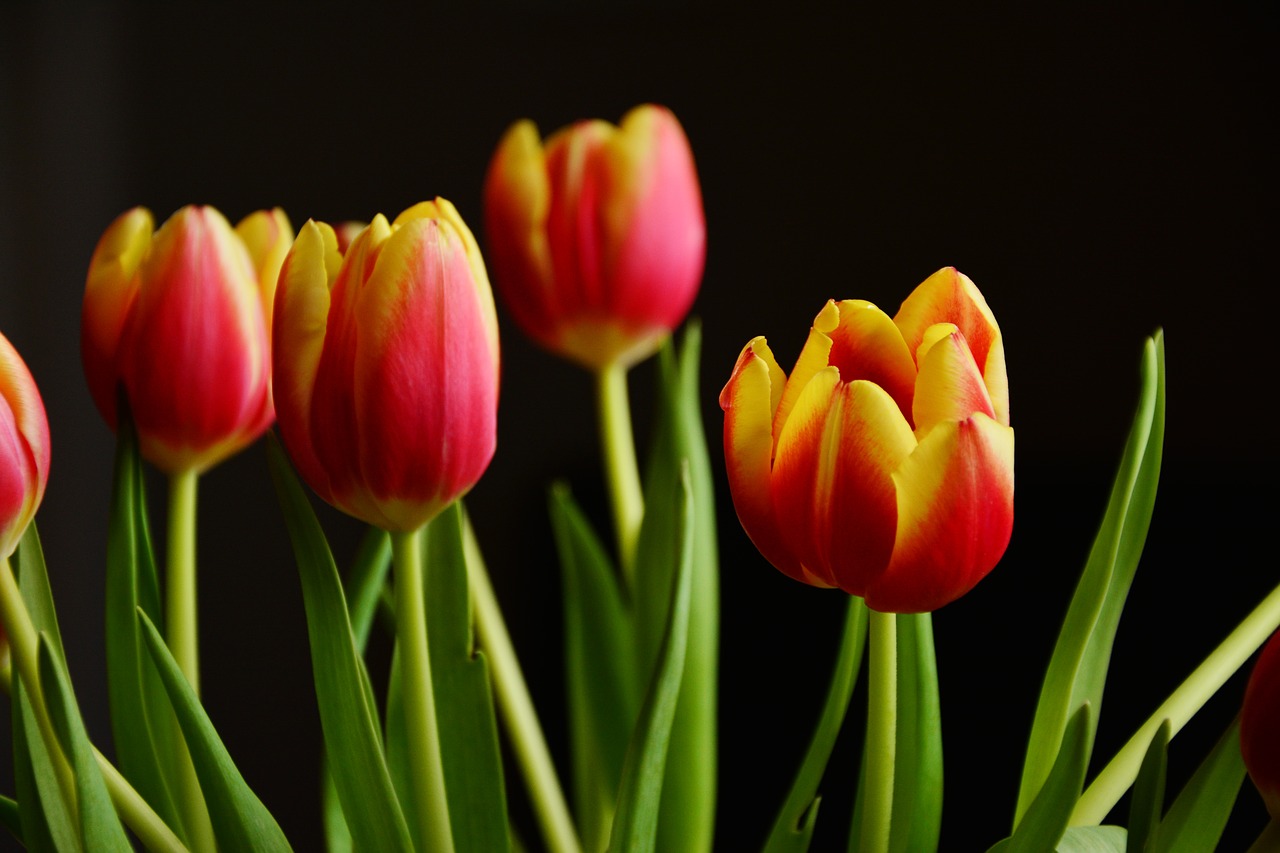 Image - tulips spring flowers blossom bloom