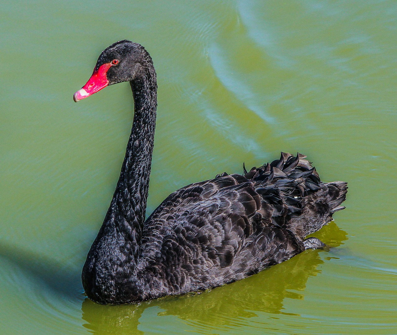 Image - swan bird black swan water bird