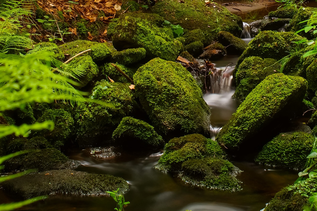 Image - forest stream trees running water