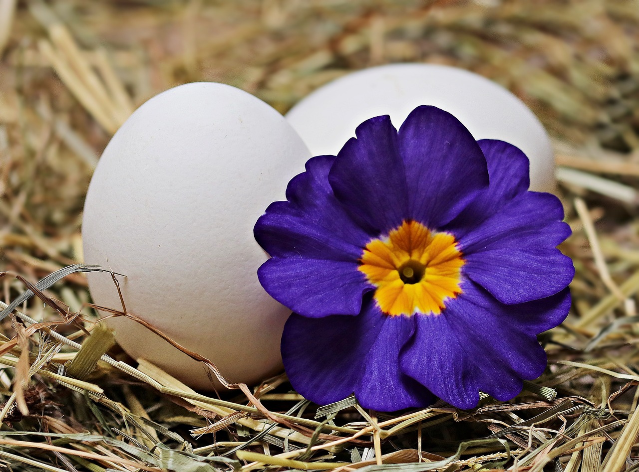 Image - egg straw flower blossom bloom