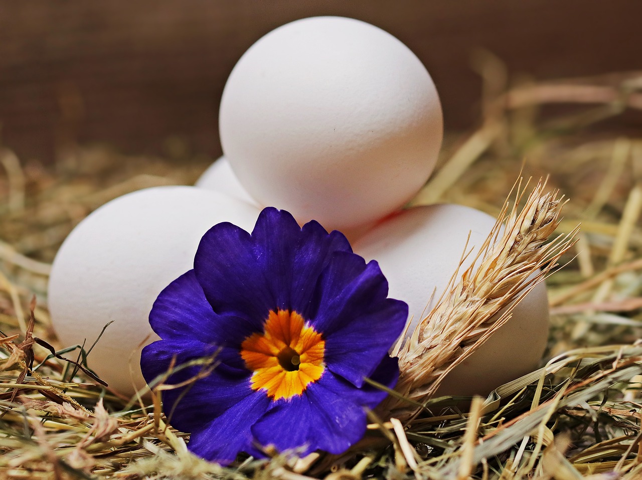 Image - egg straw flower blossom bloom