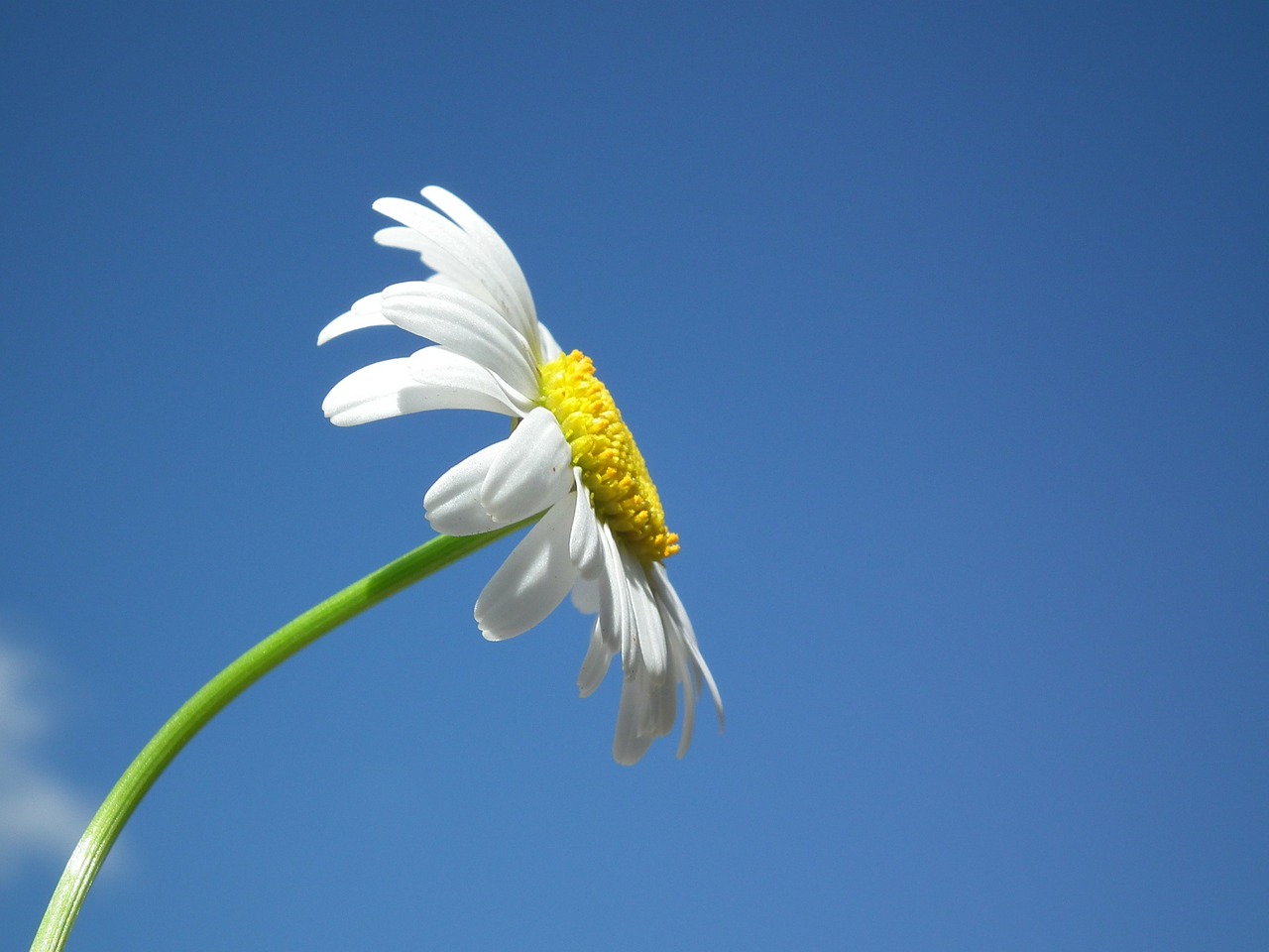 Image - flower daisy white flowers day