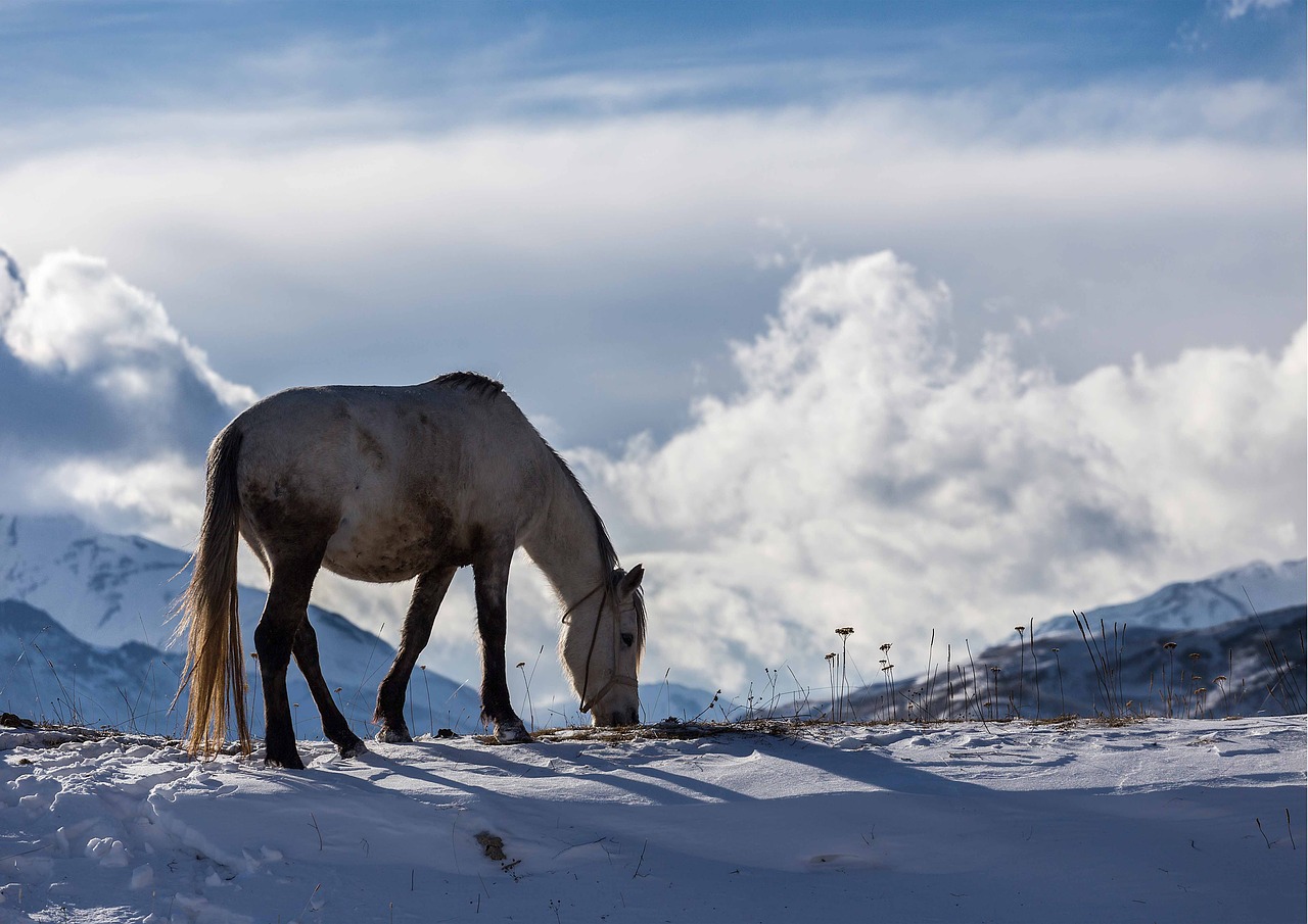 Image - winter azerbaijan horse landscape