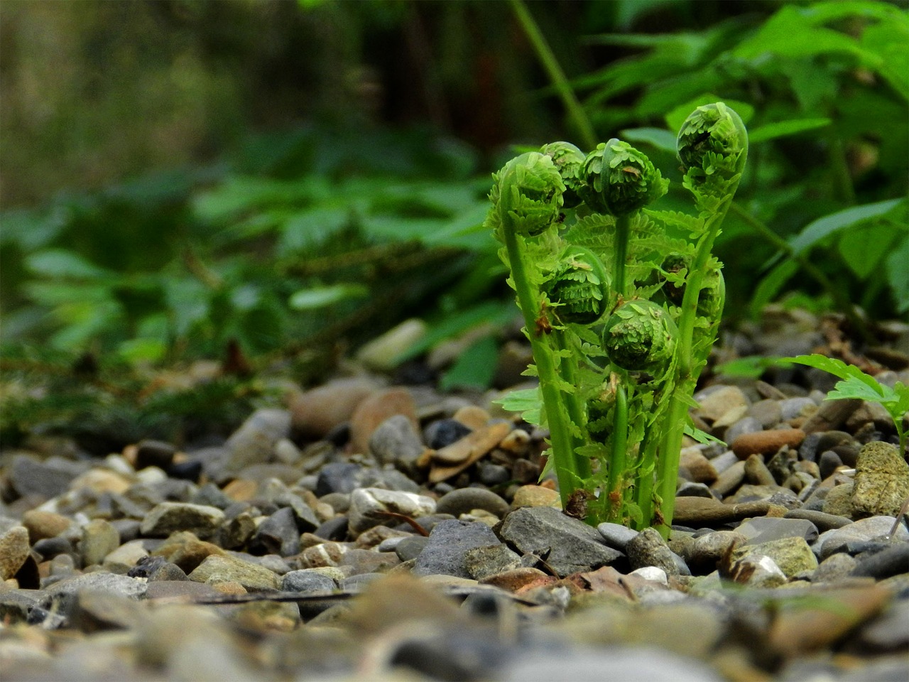 Image - fern plant forest nature plants