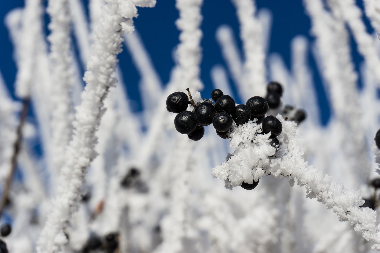 Image - snow ice gefrohren icicle winter